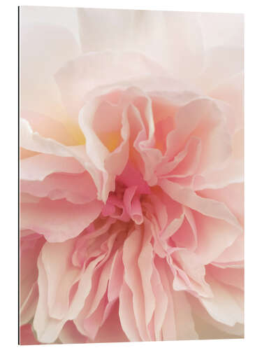 Gallery print Pink Rose