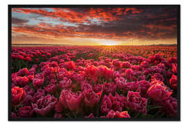 Gerahmter Kunstdruck Tulpenpracht
