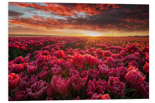 PVC print Tulip magnificence