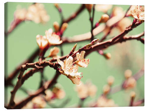 Stampa su tela Sentimenti di primavera