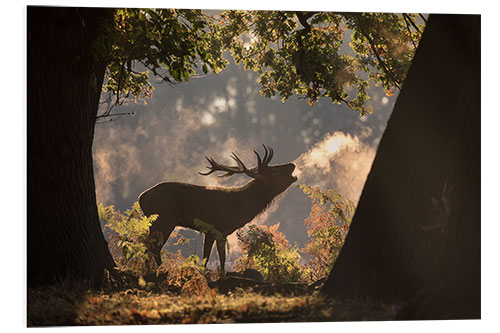 PVC print Red deer stag calling in rutting season