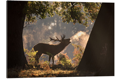 Gallery print Red deer stag calling in rutting season