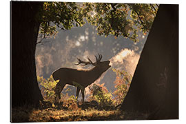 Gallery print Red deer stag calling in rutting season