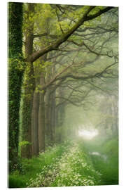 Acrylic print Het Groene Woud, Nordbrabant