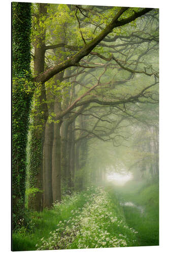 Cuadro de aluminio Het Groene Woud, Nordbrabant