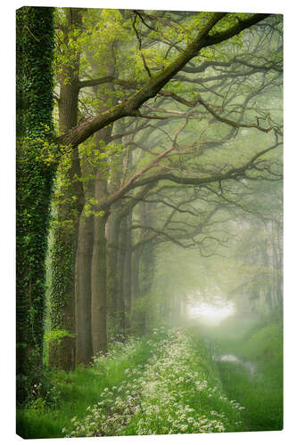 Canvas print Het Groene Woud, Nordbrabant