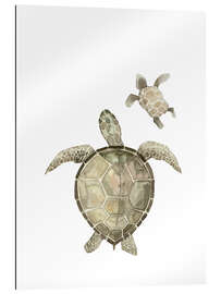 Gallery print Turtles