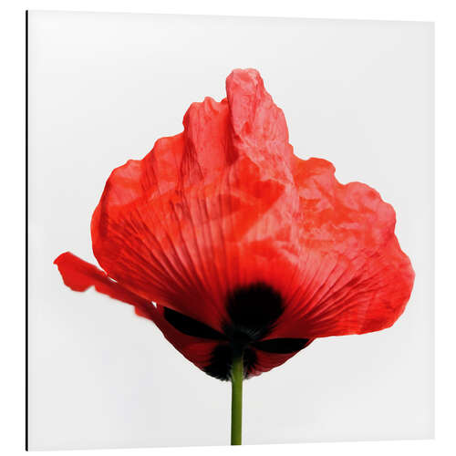 Aluminium print Poppyred