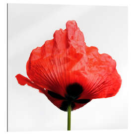 Gallery print Poppyred