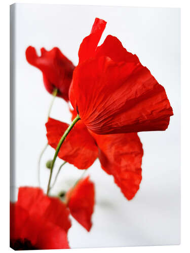 Canvas print Poppy flowers