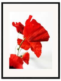 Gerahmter Kunstdruck Mohnblüten