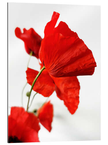 Gallery print Poppy flowers