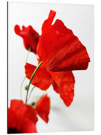 Magnettafel Mohnblüten