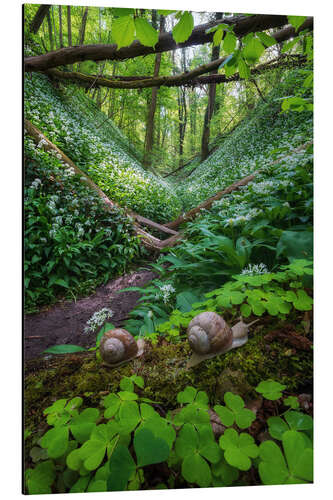 Alumiinitaulu Snails in a forest full of wild garlic