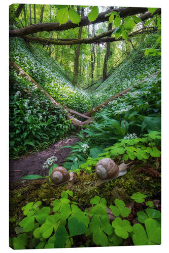 Canvas-taulu Snails in a forest full of wild garlic