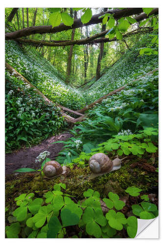 Vinilo para la pared Caracoles en un bosque lleno de ajos silvestres