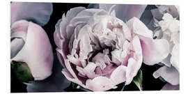 Tableau en PVC Peonies in detail II