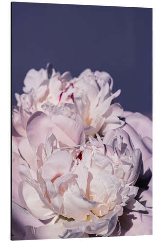 Aluminium print Peonies in detail