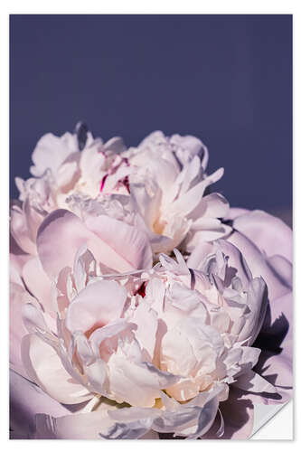 Muursticker Peonies in detail