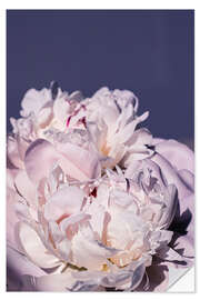 Vinilo para la pared Peonies in detail