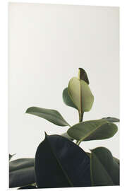 Foam board print Ficus Elastica II