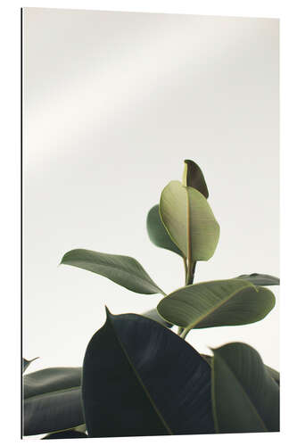 Gallery print Ficus Elastica II