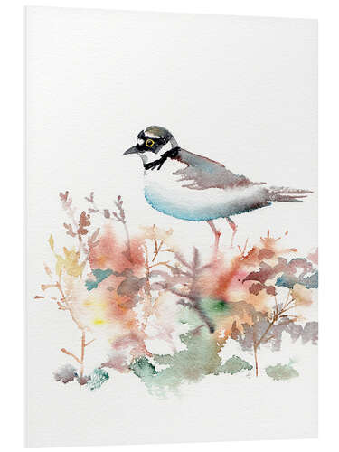 Foam board print Pastel colored plover