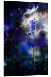 Foam board print Hyacinth in a blue environment