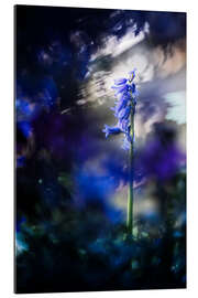 Gallery print Hyacinth in a blue environment