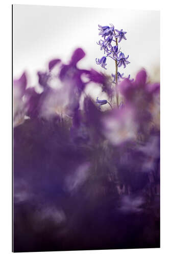 Gallery print Hyacinth