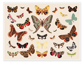 Poster Schmetterlinge II