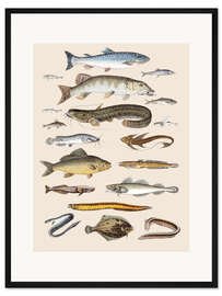 Gerahmter Kunstdruck Grätenfische und Weichflosser