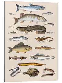 Magnettafel Grätenfische und Weichflosser