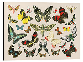 Aluminium print Butterflies i