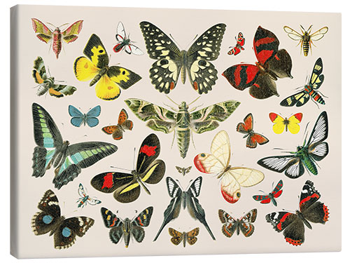 Canvas print Butterflies i