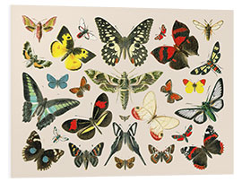 Foam board print Butterflies i