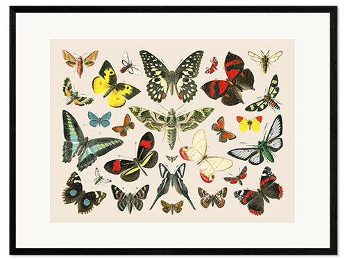 Plakat artystyczny premium w ramie Butterflies i