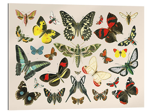 Gallery print Butterflies i