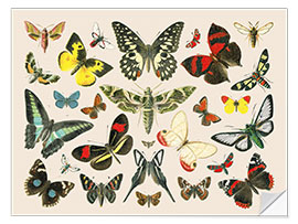 Wall sticker Butterflies i