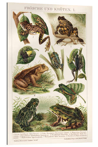 Gallery print Frogs and toads