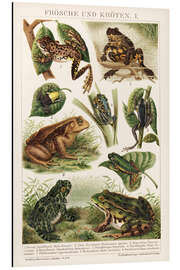 Magnettafel Frösche und Kröten