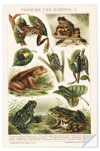 Selvklæbende plakat Frogs and toads