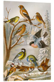 Acrylic print Central European songbirds