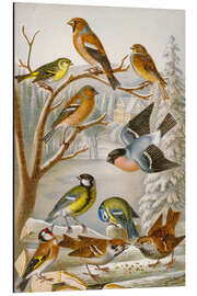 Magnettafel Mitteleuropäische Singvögel