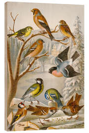 Wood print Central European songbirds