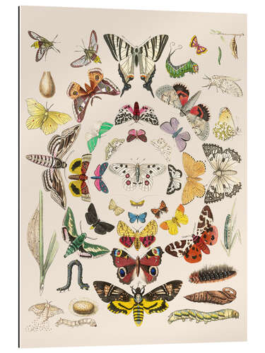 Gallery print Butterflies