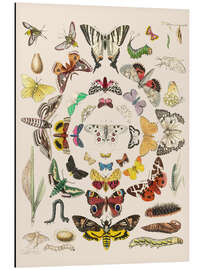 Magnettafel Schmetterlinge