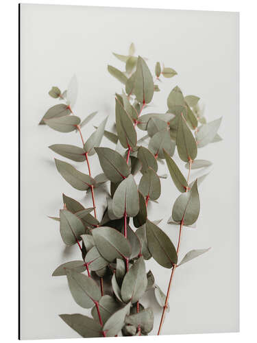 Tableau en aluminium Eucalyptus