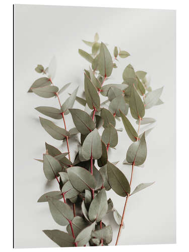 Gallery print Eucalyptus