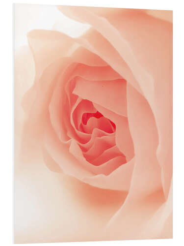 Foam board print Blush Rose